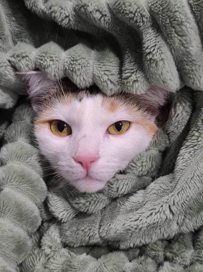 Isnt my cat beautiful (and silly)?
