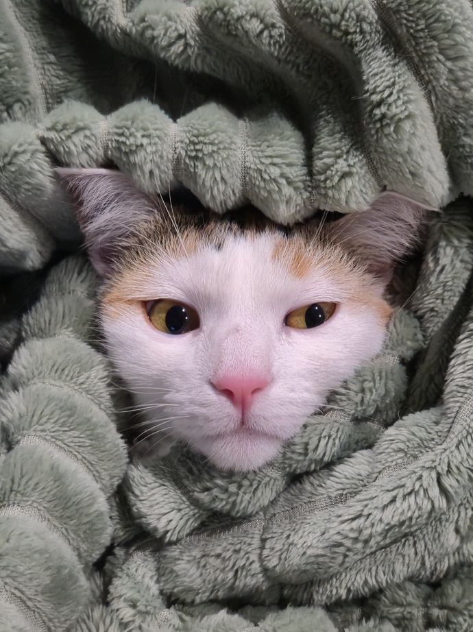 Isnt my cat beautiful (and silly)?