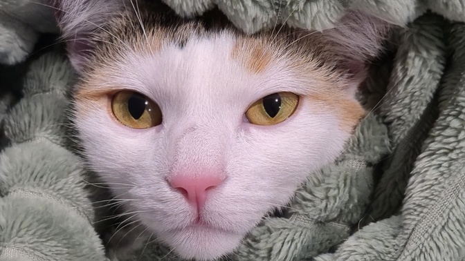 Isn't my cat beautiful (and silly)?