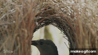 Girls, Girls if YOU were a bird which of these courting rituals would work on you best?