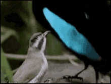 Girls, Girls if YOU were a bird which of these courting rituals would work on you best?