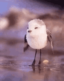 Girls, Girls if YOU were a bird which of these courting rituals would work on you best?