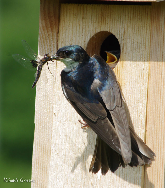 Girls, Girls if YOU were a bird which of these courting rituals would work on you best?