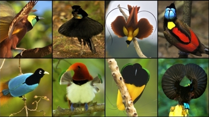 Girls, Girls if YOU were a bird which of these courting rituals would work on you best?