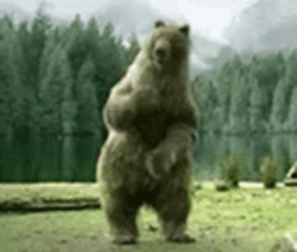 Do you have any teddy bears?