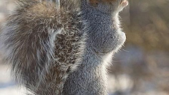 What’s your personal theme song, if it were written by squirrels?