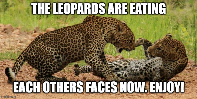 Anyone else enjoying the leopards eating each others faces over Trumps buffoonery?