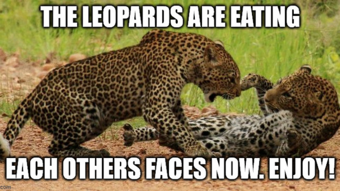 Anyone else enjoying the leopards eating each others faces over Trumps buffoonery?