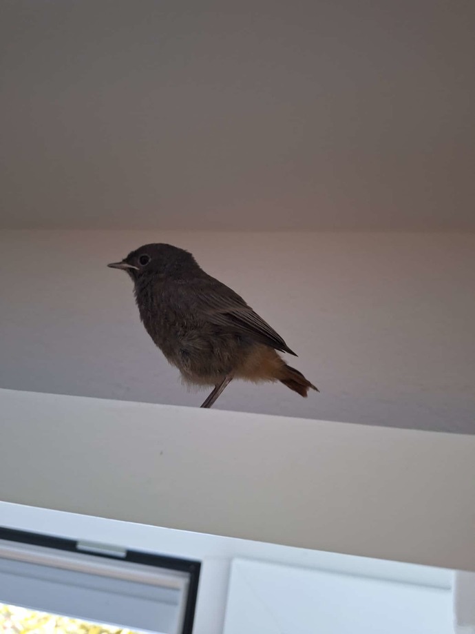 What do you think of the visitor I got this morning?