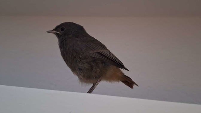 What do you think of the visitor I got this morning?