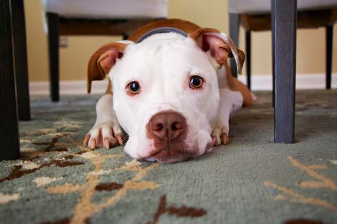 If your new partner did not like your pet, are you ditching your partner?