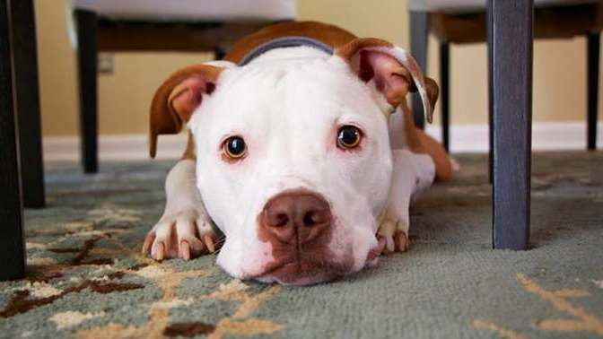 If your new partner did not like your pet, are you ditching your partner?