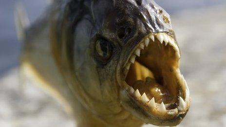 Does Milly Alcock resemble a piranha to you or do you think she is attractive?