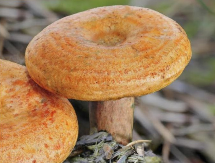 Your preferred mushroom?