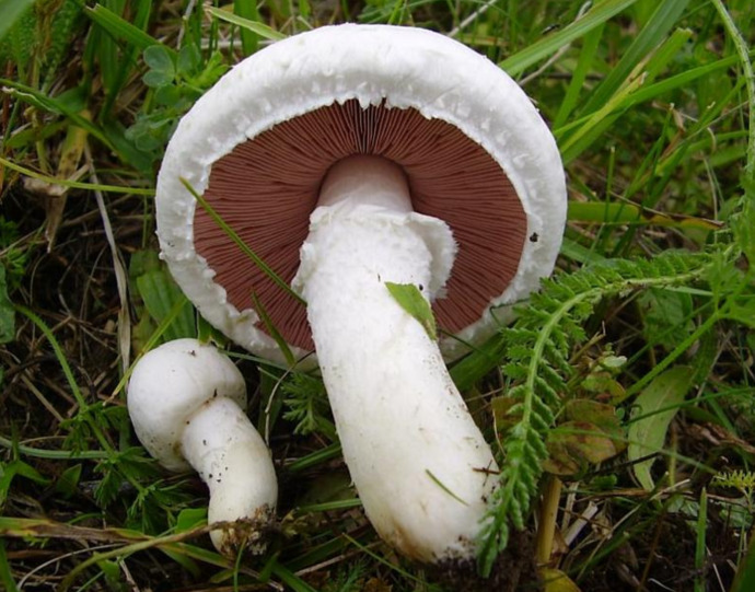 Your preferred mushroom?