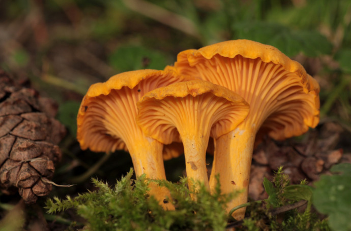 Your preferred mushroom?