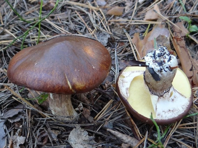 Your preferred mushroom?
