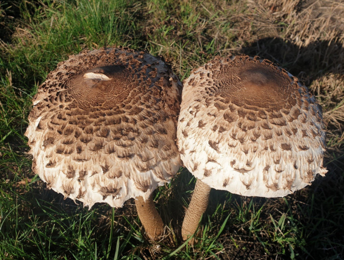 Your preferred mushroom?