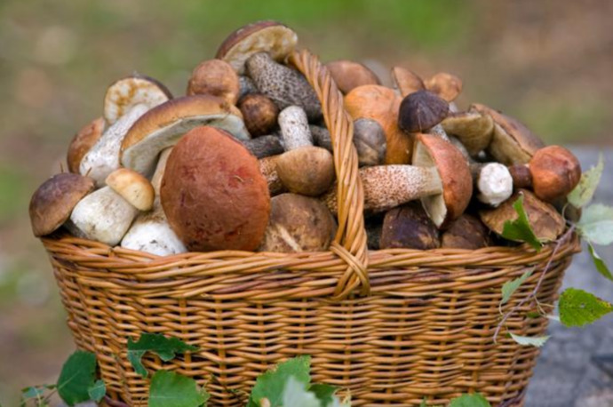 Your preferred mushroom?