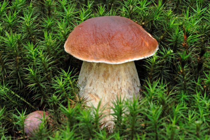 Your preferred mushroom?