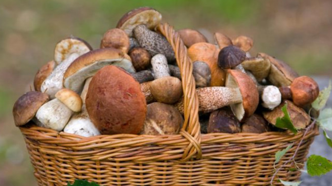 Your preferred mushroom?