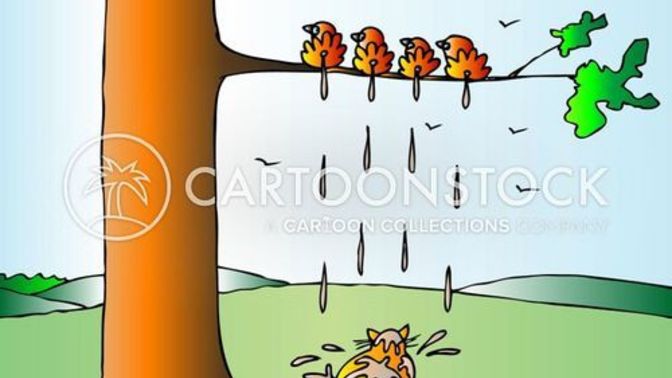 Have you ever been hit by bird poop?