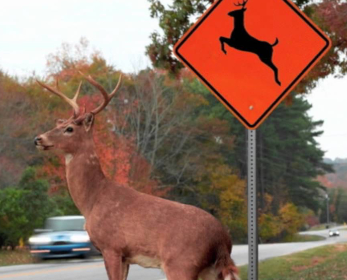 That Deer Can Read Signs.