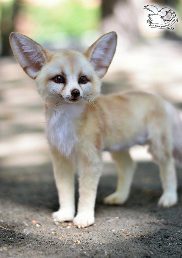 What is your favorite animal?