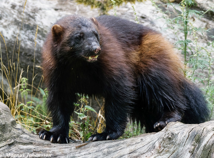 What is your favorite animal?