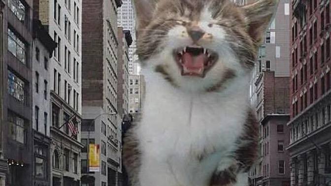 What would YOU do if your city was being ravaged by giant kittens?