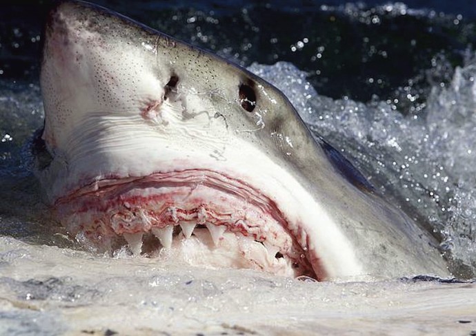Have you ever been bitten by a shark?