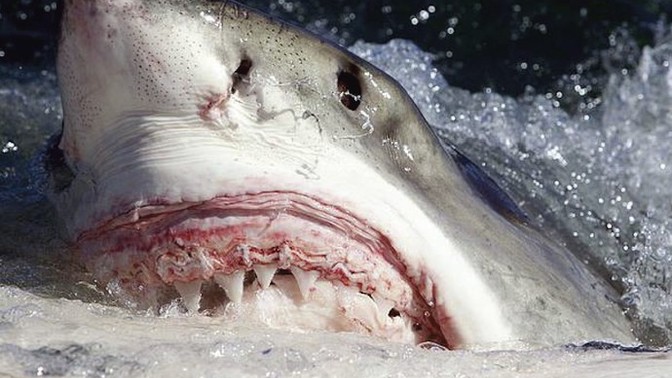Have you ever been bitten by a shark?