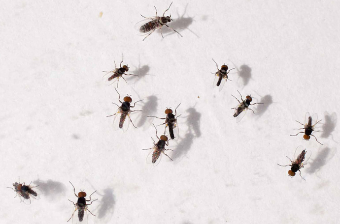 Which summertime pest is the worst?
