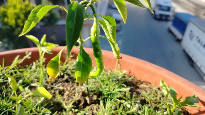 Would you eat my pepper?
