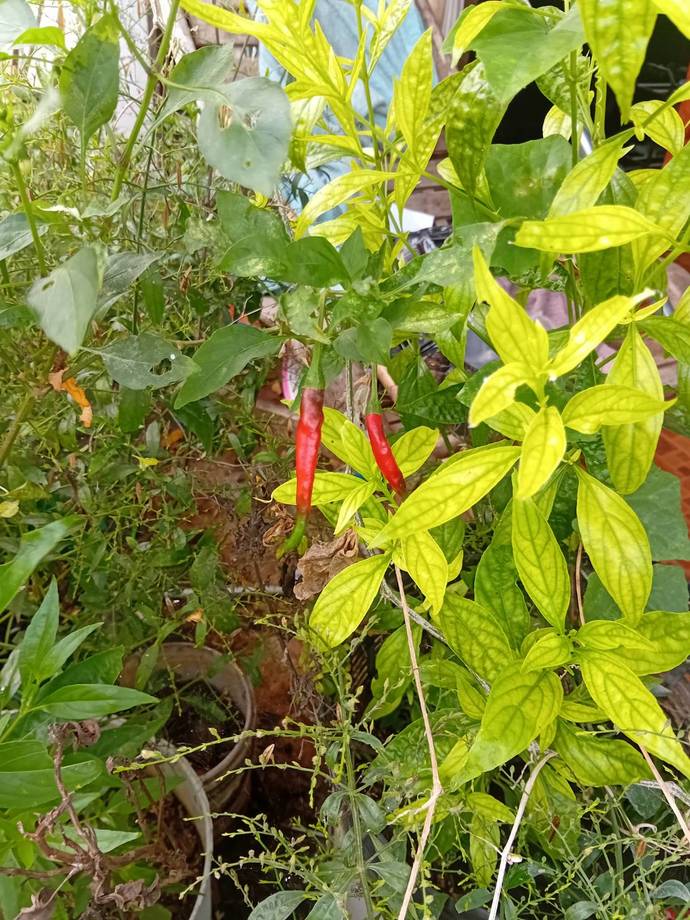 Would you eat my pepper?