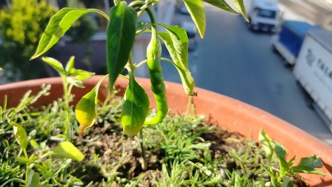 Would you eat my pepper?