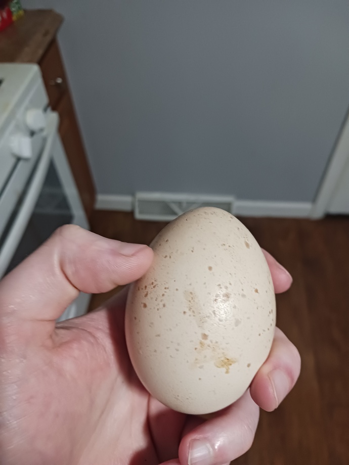 Have you ever had a peacock egg before?