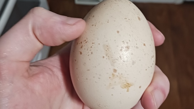 Have you ever had a peacock egg before?