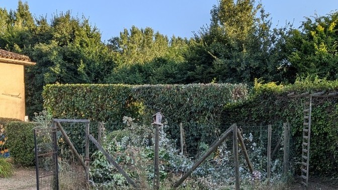 Do you think I've trimmed these hedges properly?