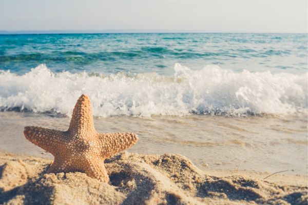 🏖🌊