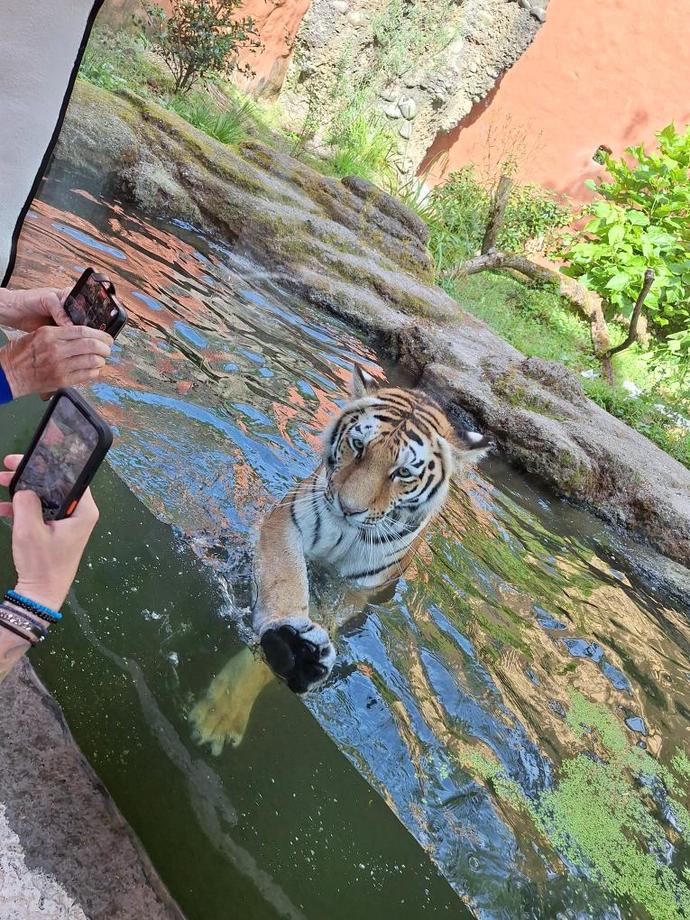 Have you ever seen a tiger this close?