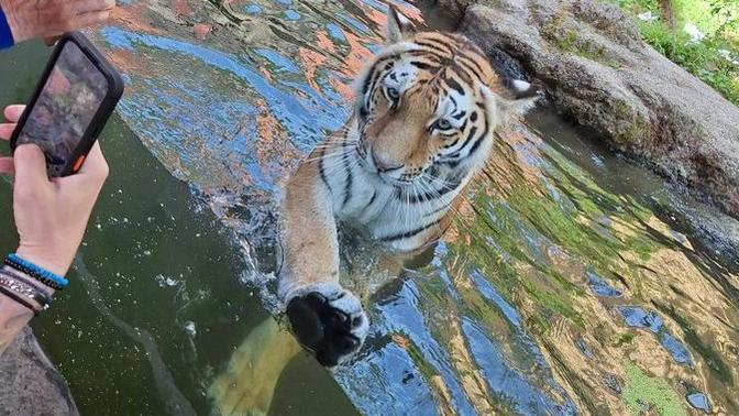 Have you ever seen a tiger this close?