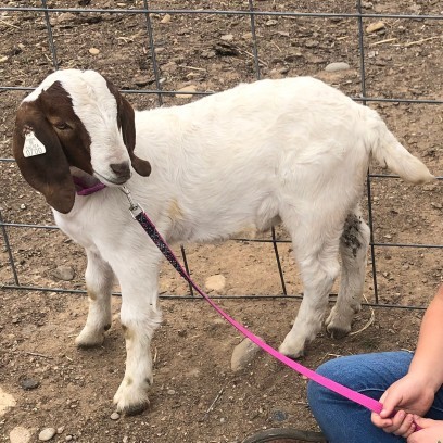 How would you feel if you were still a kid and had a pet goat you bonded with for years, and then your parents slaughtered and butchered it for meat?