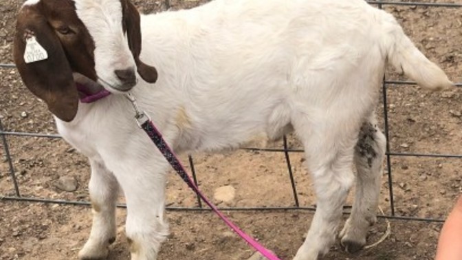 How would you feel if you were still a kid and had a pet goat you bonded with for years, and then your parents slaughtered and butchered it for meat?