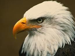 What's your favourite bird?