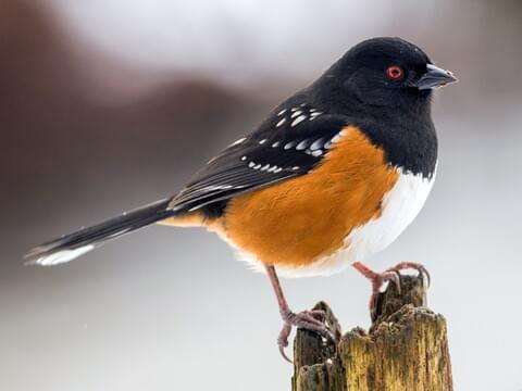 What's your favourite bird?