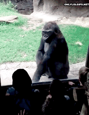 Do me a favor. Share a funny gif?