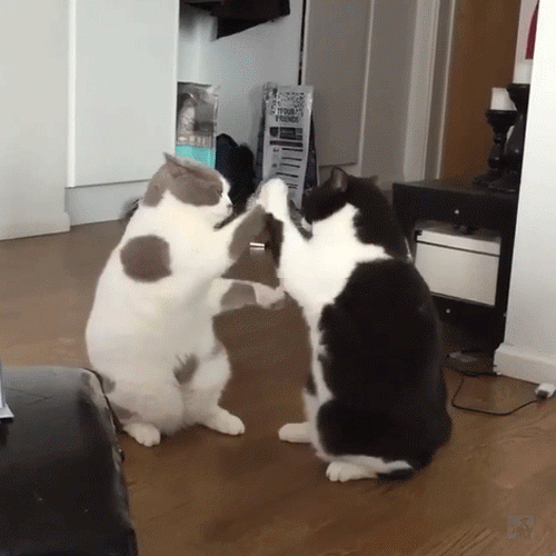 Do me a favor. Share a funny gif?