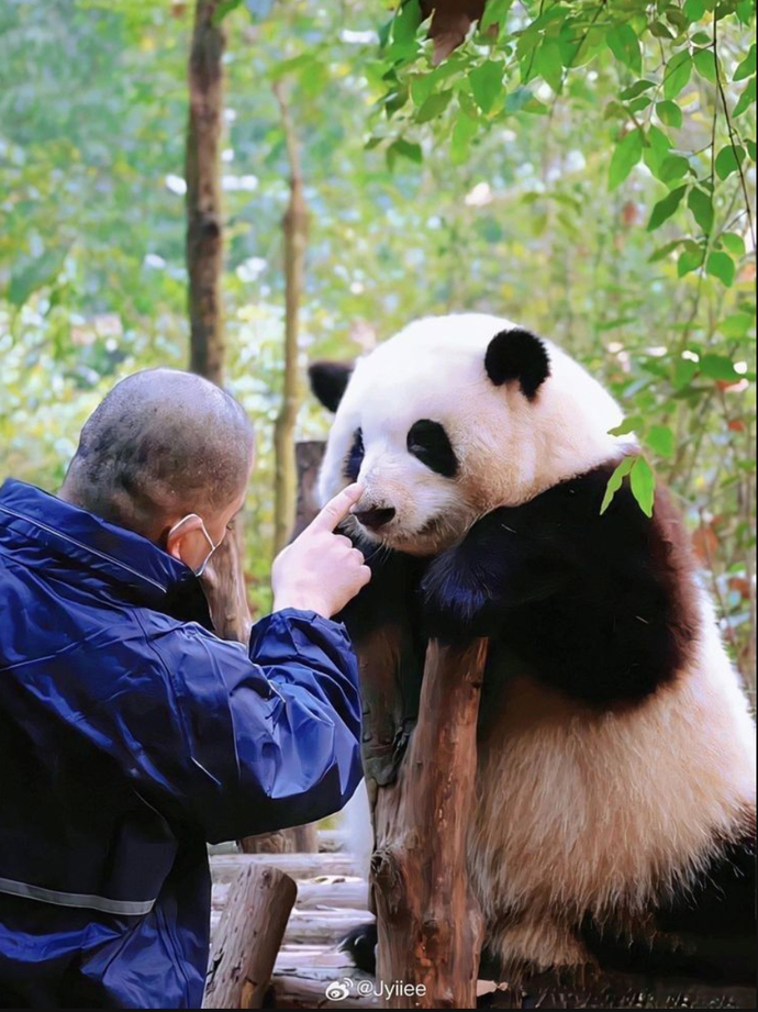 If you came across this adorable bear in your neighbourhood, what would you do?