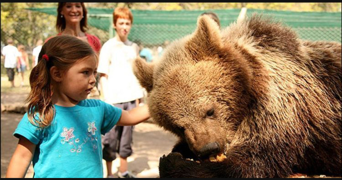 If you came across this adorable bear in your neighbourhood, what would you do?